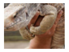Berkshire Reptile Encounters logo