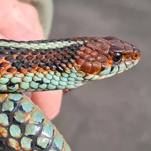California red-sided Garter Snake