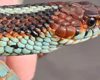 California red-sided Garter Snake