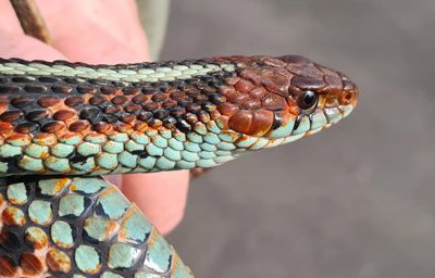 California red-sided Garter Snake