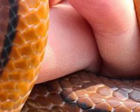 Oreo, our Bamboo Rat Snake
