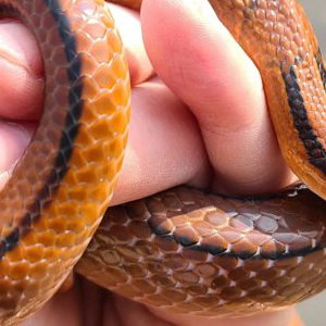 Oreo, our Bamboo Rat Snake