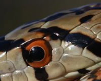 Bell, our Leopard Snake
