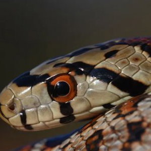 Bell, our Leopard Snake