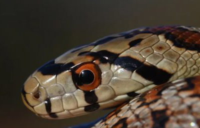 Bell, our Leopard Snake