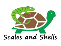 Scales and shells logo