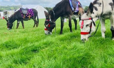 Emma’s donkeys Llanidloes