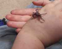 Purple crab