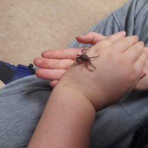 Purple crab