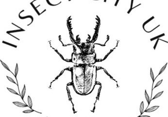 Insect City UK