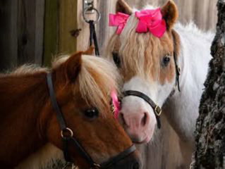 Mini Hoof Events