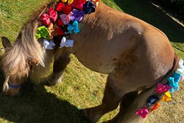 Mini Hoof Events