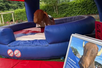 Rodeo Bull Norwich
