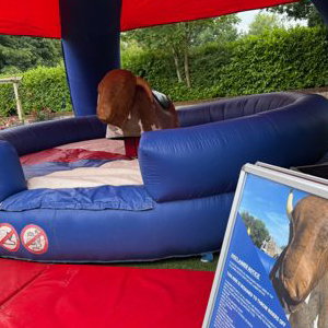 Rodeo Bull Norwich