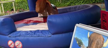 Rodeo Bull Norwich