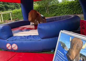 Rodeo Bull Norwich