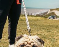 Pet Photography