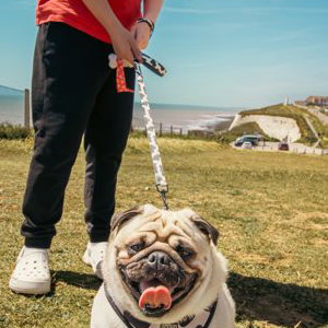 Pet Photography