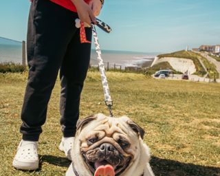 Pet Photography