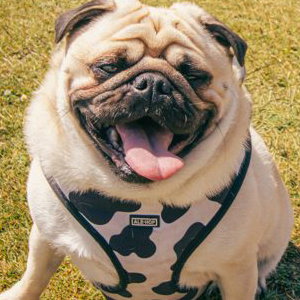 Pet Photography