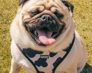 Pet Photography