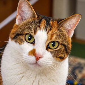 Kitty.jpg