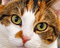 Kitty.jpg