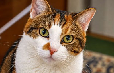 Kitty.jpg