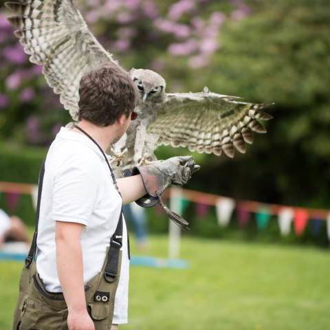 Birds & Falconry