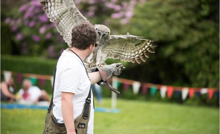 Birds & Falconry in Jesmond