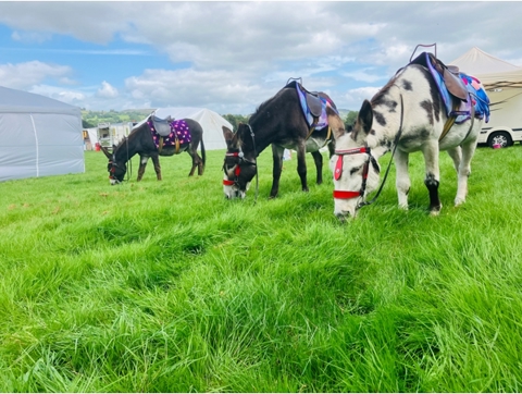 Donkey Rides