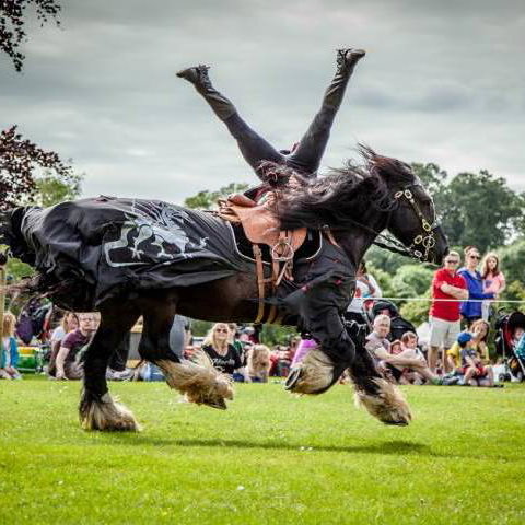 Horse Displays
