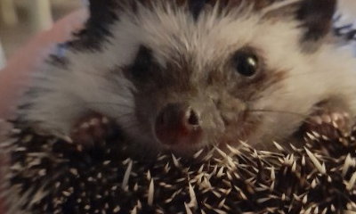 Meet our amazing animals at your party