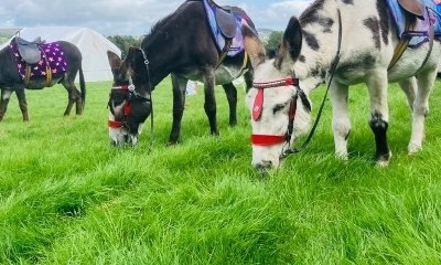Emma’s donkeys Llanidloes. Happy healthy beach donkeys. 