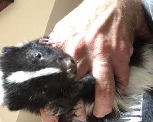 Critters Interactive Animal Encounters