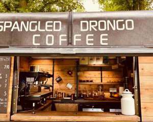 Spangled drongo coffee
